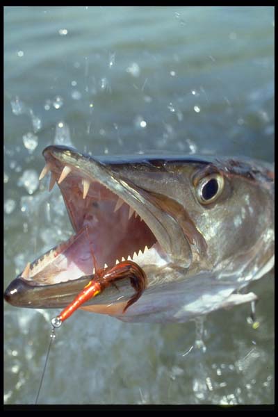 Barracuda, FlyFishiing, Islamorada Florida Keys_Hanson Carroll_0012