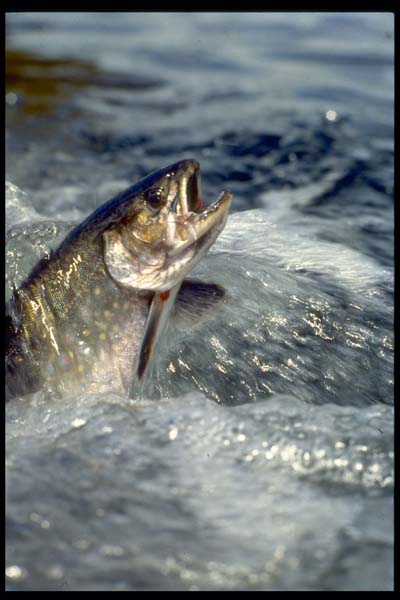 Trout FlyFishing, WhiteRiver Vermont_Hanson Carroll_0003