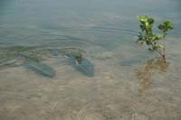 BoneFish Tailing, Flyfishing , Islamorada, FloridaKeys_Hanson Carroll_0100