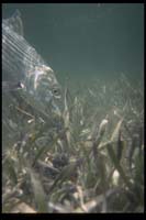 BoneFish Tailing, Flyfishing , Islamorada, FloridaKeys_Hanson Carroll_026