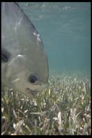 Permit Feeding,Islalmorada,Florida Keys Hanson Carroll__0025