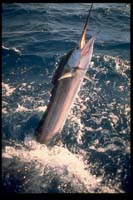 SailFish, Islamorada Florida Keys_Hanson Carroll_0007