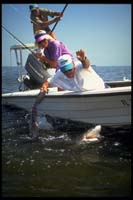 SaltWater Flyfishig, BlackTip Shark, Florida Keys_Hanson Carrol_0008