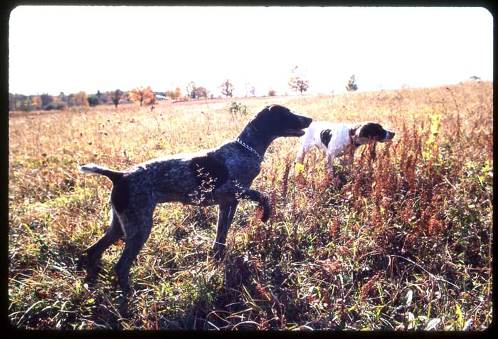 1973-HansonCarroll  Madi&Piper Superdogs 076