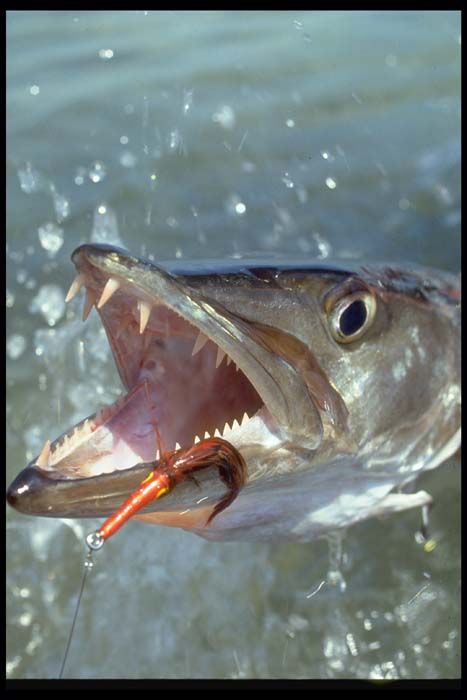 1994 -Hanson Carroll Barracuds, FlyFishiing, Islamorada Florida Keys_0012