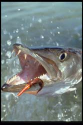 1994 -Hanson Carroll Barracuds, FlyFishiing, Islamorada Florida Keys_0012