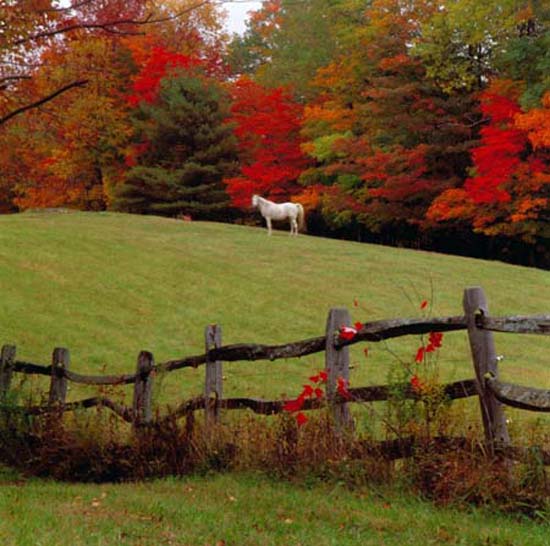 Vermont Fall horse 001 M