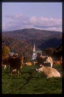 Vermont Fall Cows 022